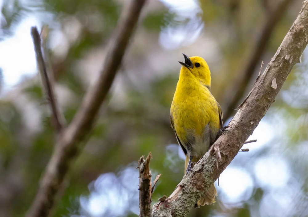 Gelbkopf-Streifenhöcker (Mohoua ochrocephala)