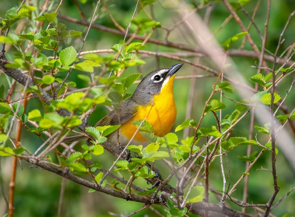 Gelbkopf-Waldsänger (Gelbkopf-Waldsänger)