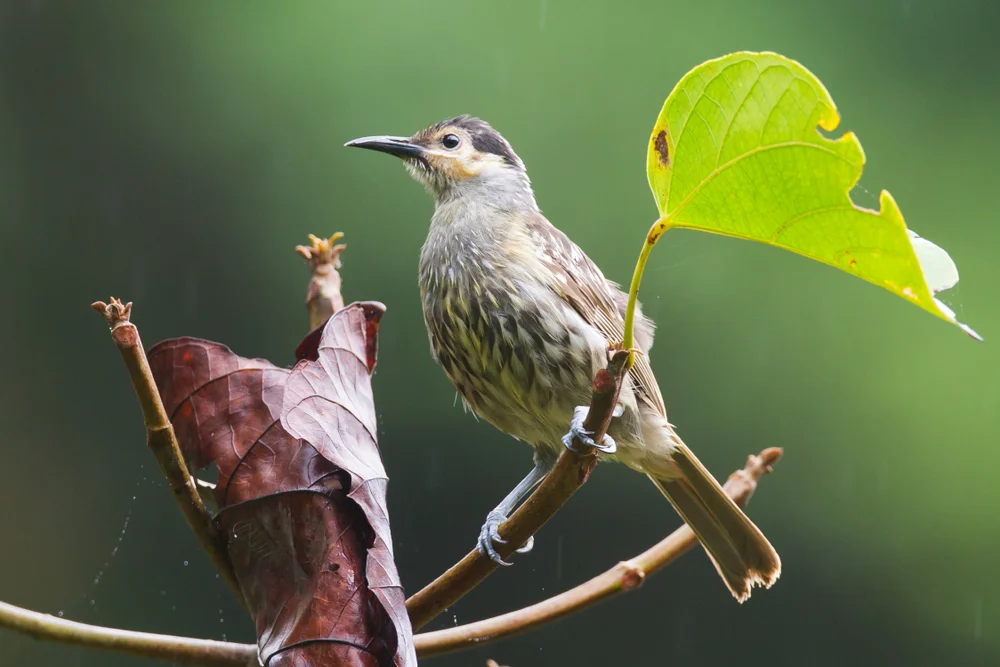 Gelbkopf-Waldtyrann (Xanthotis provocator)