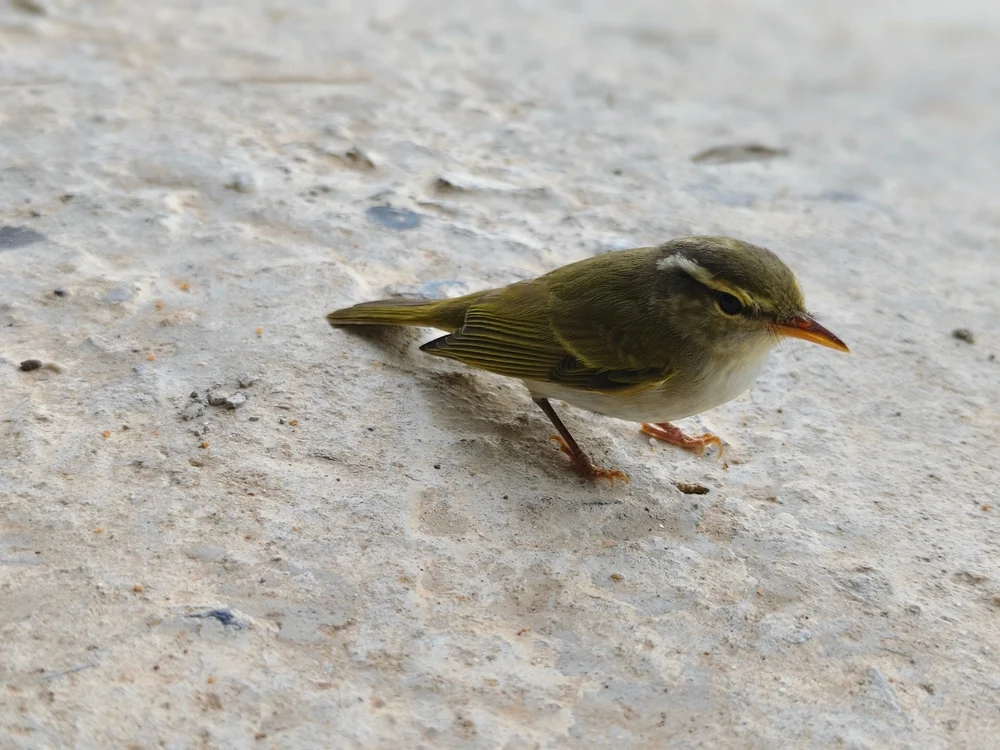 Gelbkronen-Laubsänger (Phylloscopus coronatus)