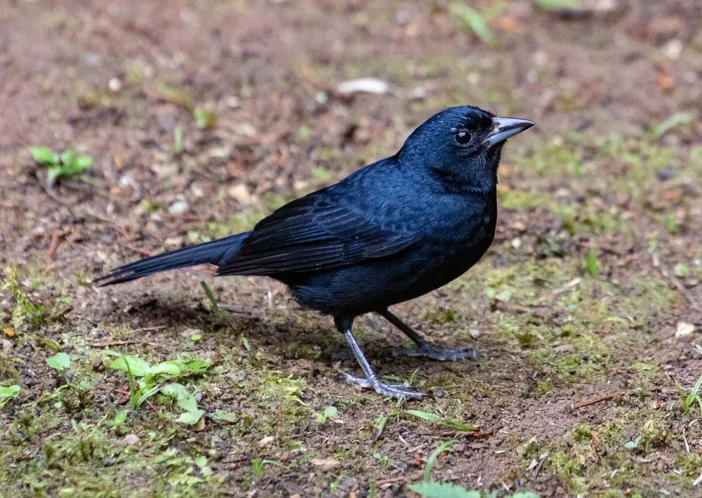Gelbkronen-Tangare (Tachyphonus coronatus)