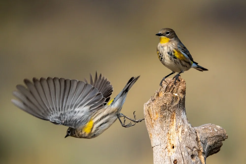 Gelbkronen-Waldsänger (Setophaga coronata)