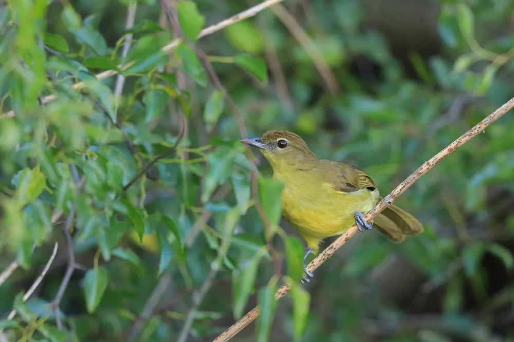 Gelblaubsänger (Phyllastrephus icterinus)