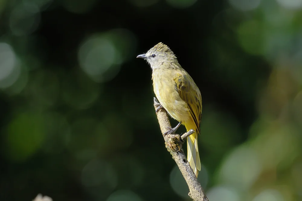Gelbliche Fahltyranne (Myiophobus flavicans)