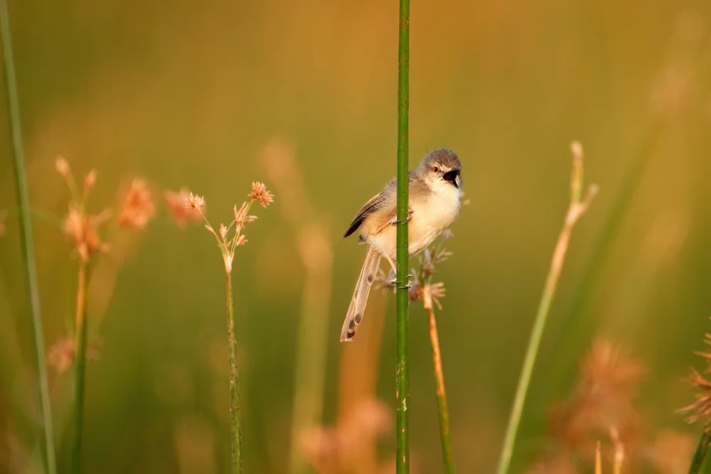Gelblicher Grasmückenrohrsänger (Prinia somalica)