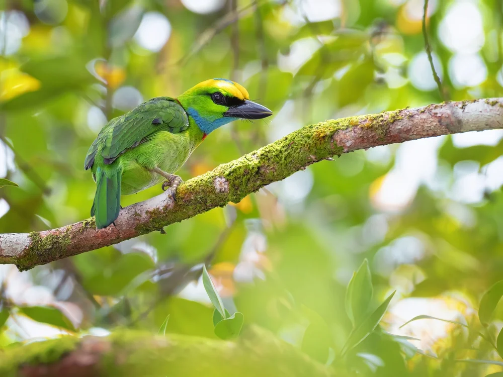 Gelbnacken-Bartvogel (Megalaima henricii)