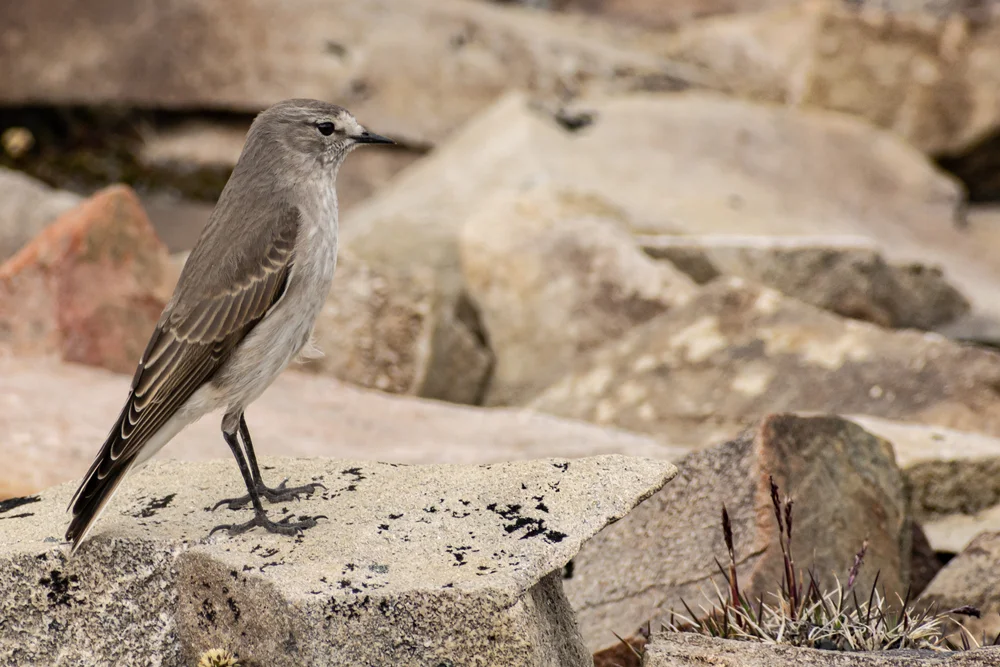 Gelbnacken-Steinschmätzer (Muscisaxicola flavinucha)