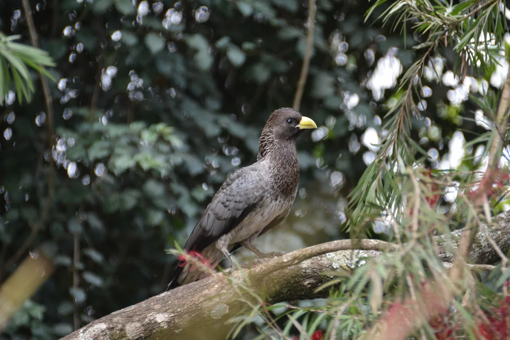 Gelbohr-Bülbül (Criniger chloronotus)