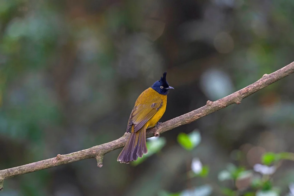 Gelbohr-Dickschnabeldrossel (Pycnonotus flavescens)