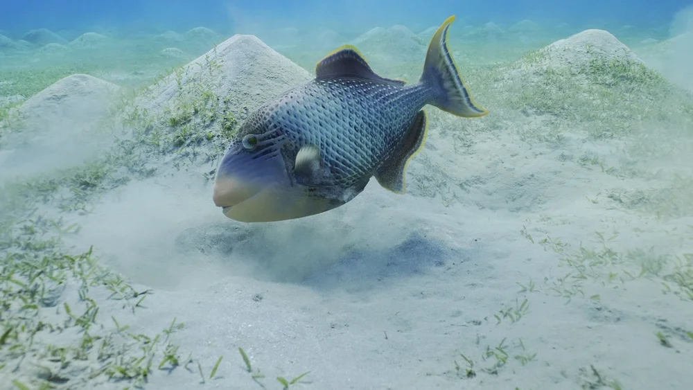 Gelbrand-Drückerfisch (Pseudobalistes flavimarginatus)