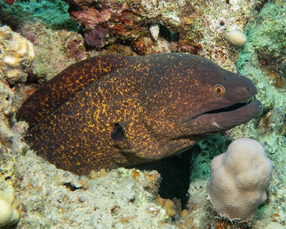 Gelbrand-Muräne (Gymnothorax flavimarginatus)