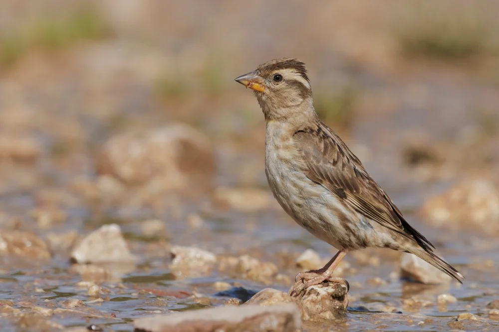 Gelbrotschanz (petronia petronia)