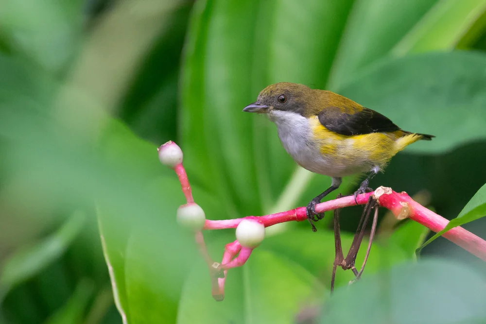 Gelbsäumiger Mistelfink (Gelbsäumiger Mistelfink)