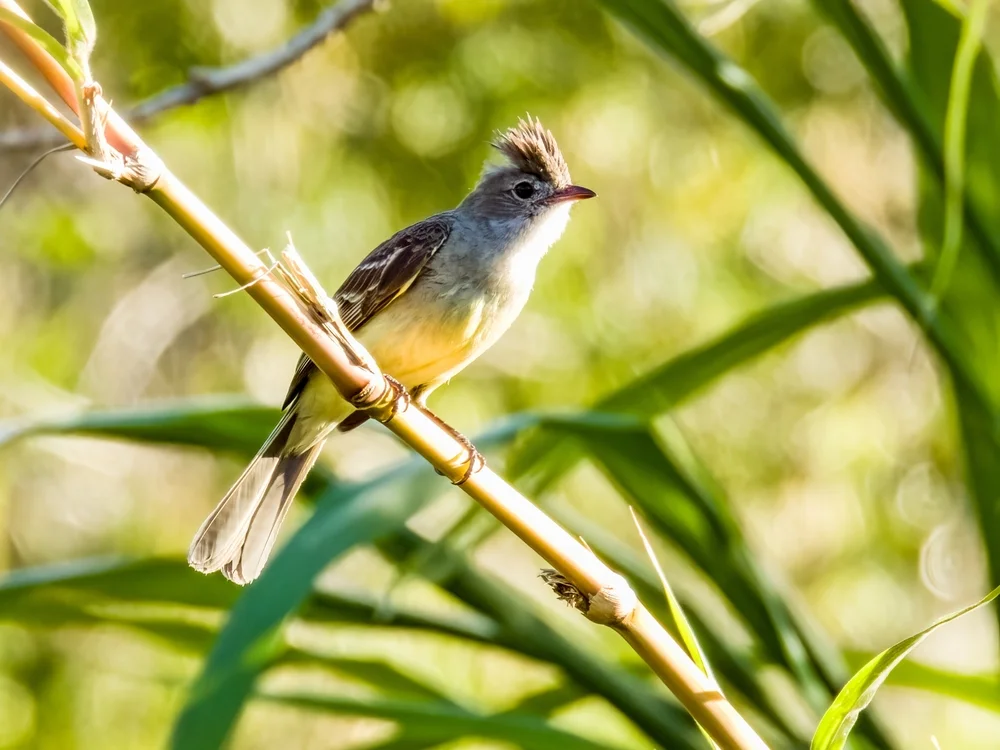 Gelbscheitel-Elaenia (Myiopagis flavivertex)