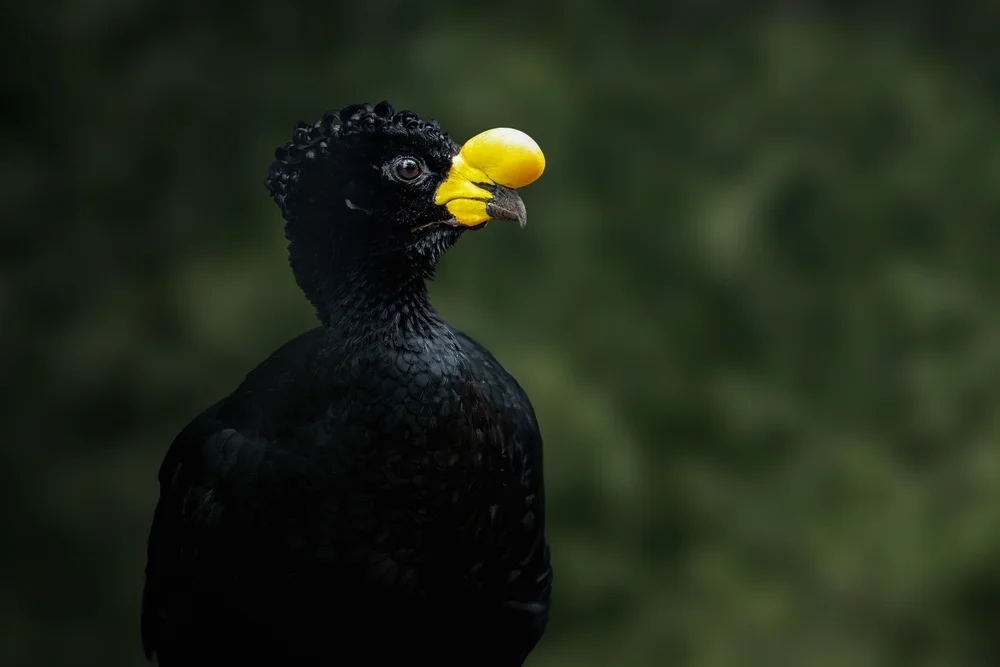 Gelbscheitel-Hockoko (Crax daubentoni)