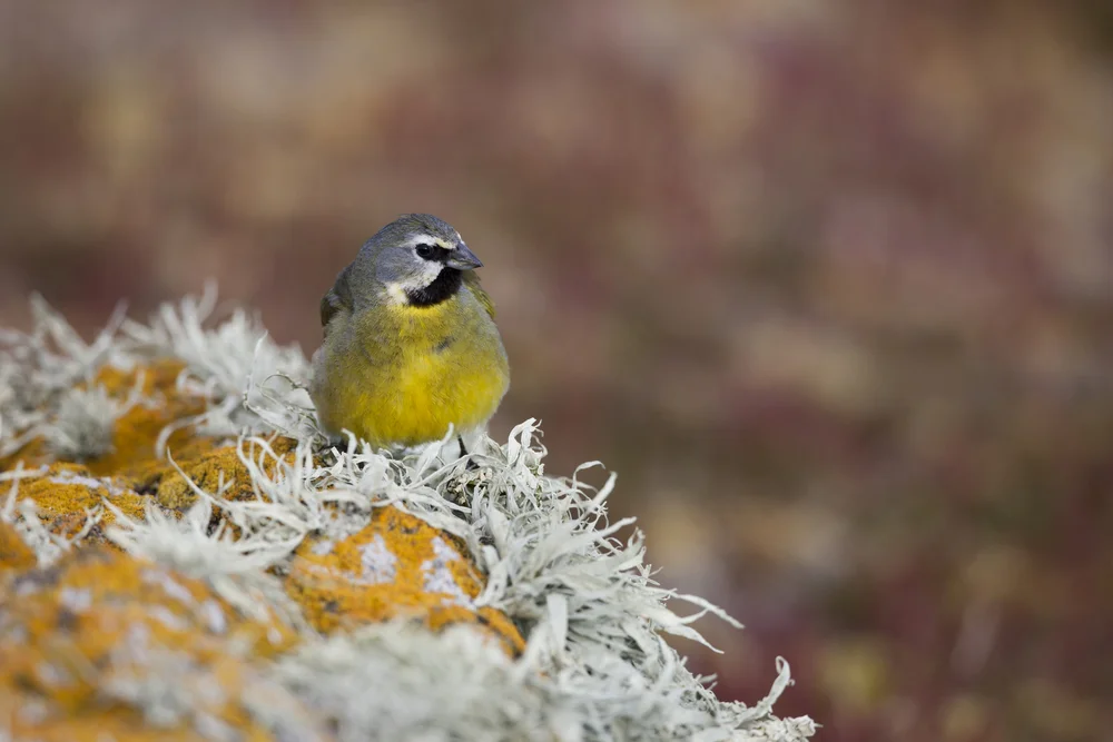 Gelbscheitel-Pirol (Melanodera xanthogramma)