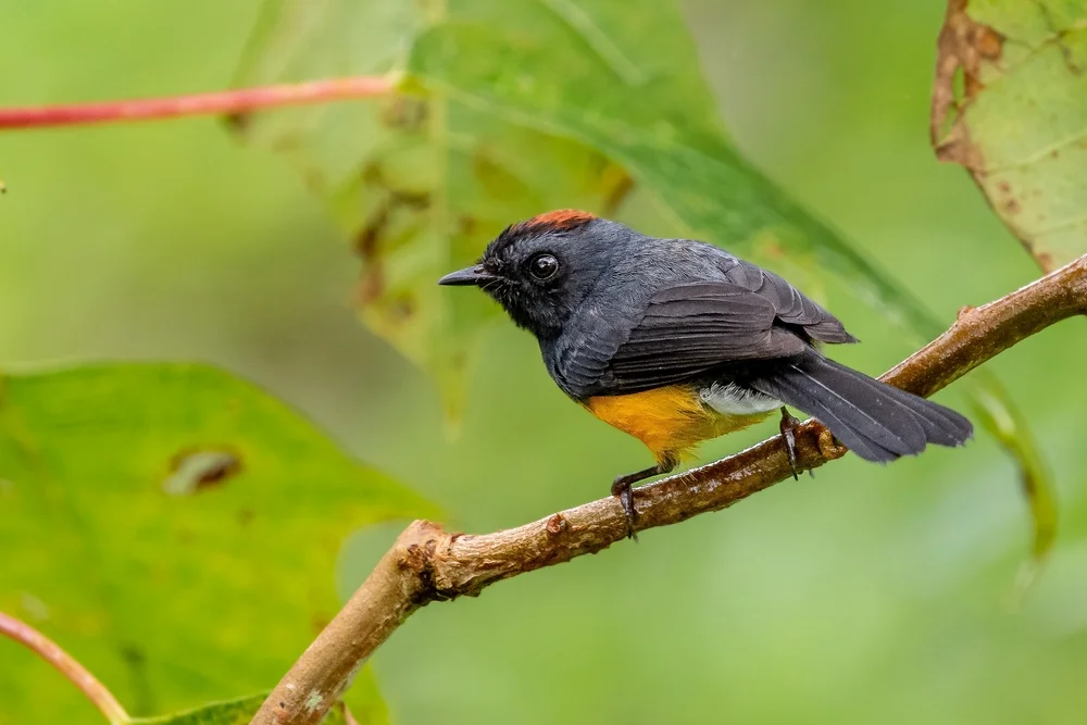 Gelbscheitel-Waldsänger (Myioborus flavivertex)