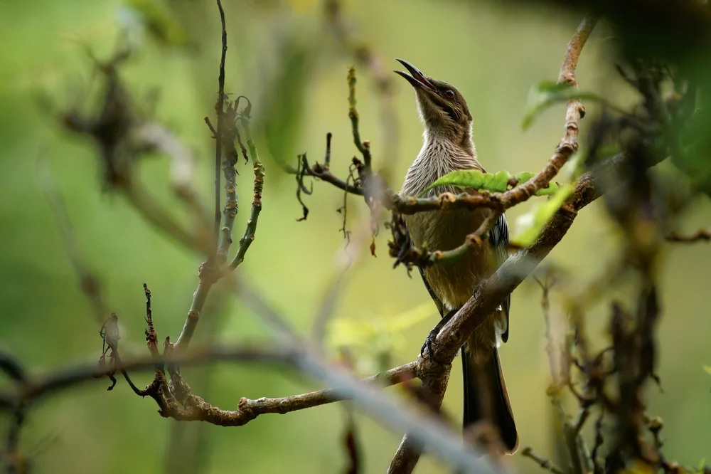 Gelbscheitellärmbrähe (Philemon c«kerelli)