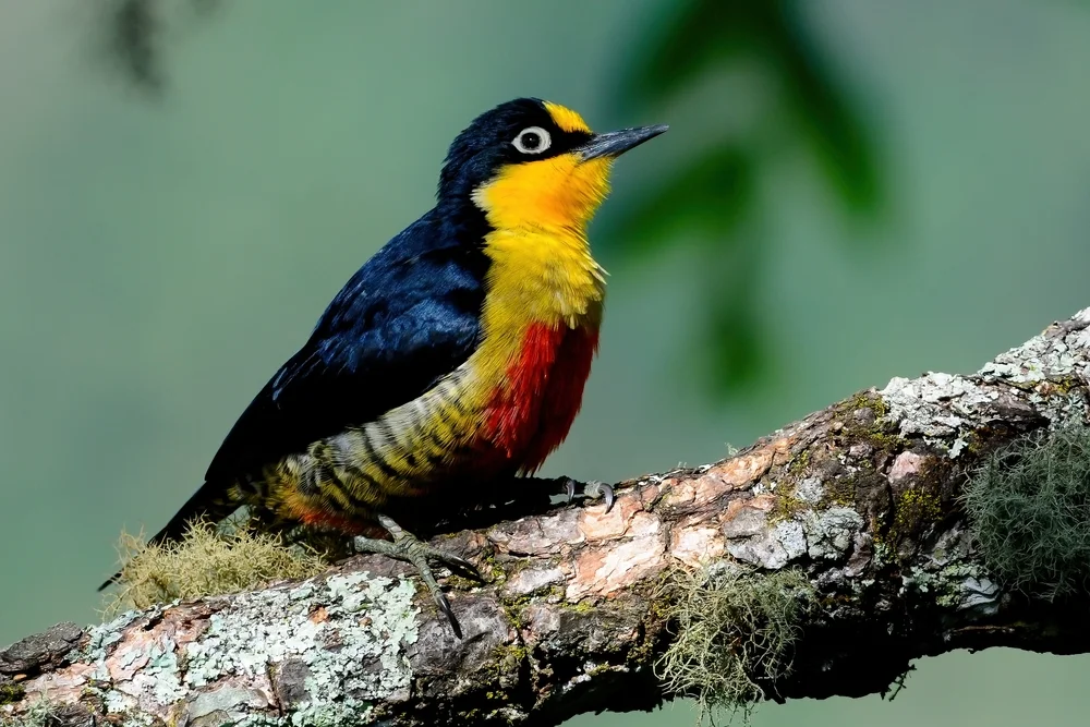 Gelbscheitelspecht (Melanerpes flavifrons)