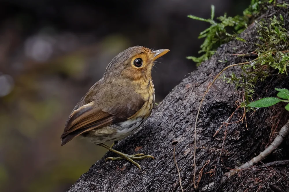 Gelbschnabel-Ameisenpitta (Grallaricula flavirostris)