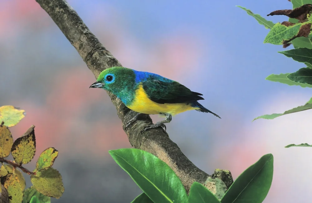 Gelbschnabel-Chlorophonia (Chlorophonia flavirostris)