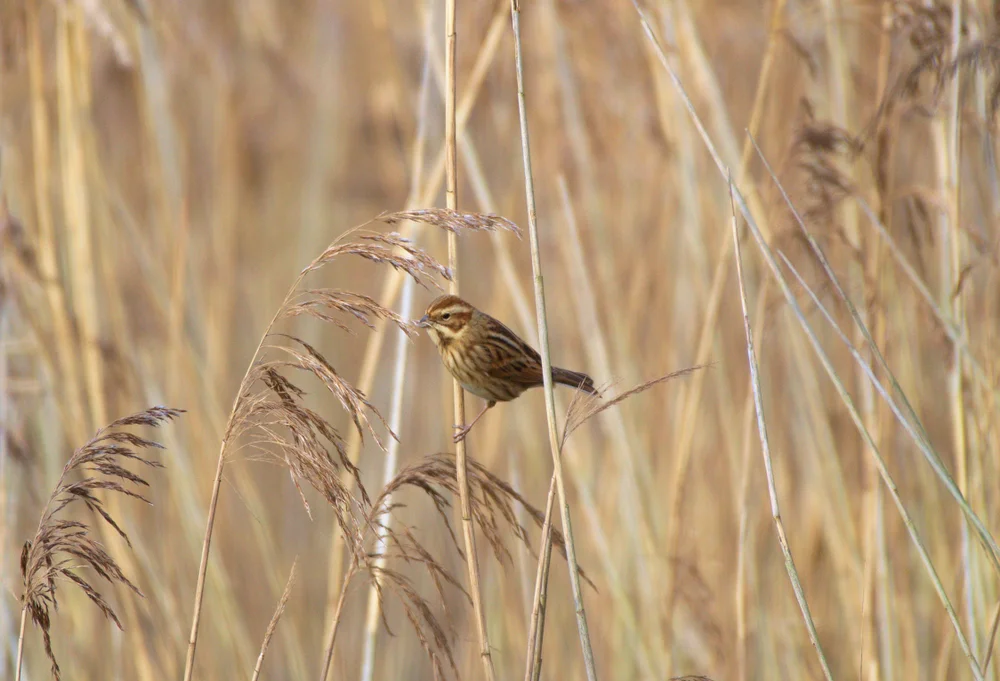 Gelbschnabel-Hänfling (Linaria flavirostris)