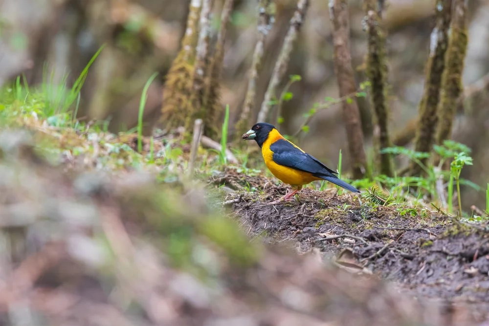 Gelbschnabel-Kernbeißer (Mycerobas affinis)
