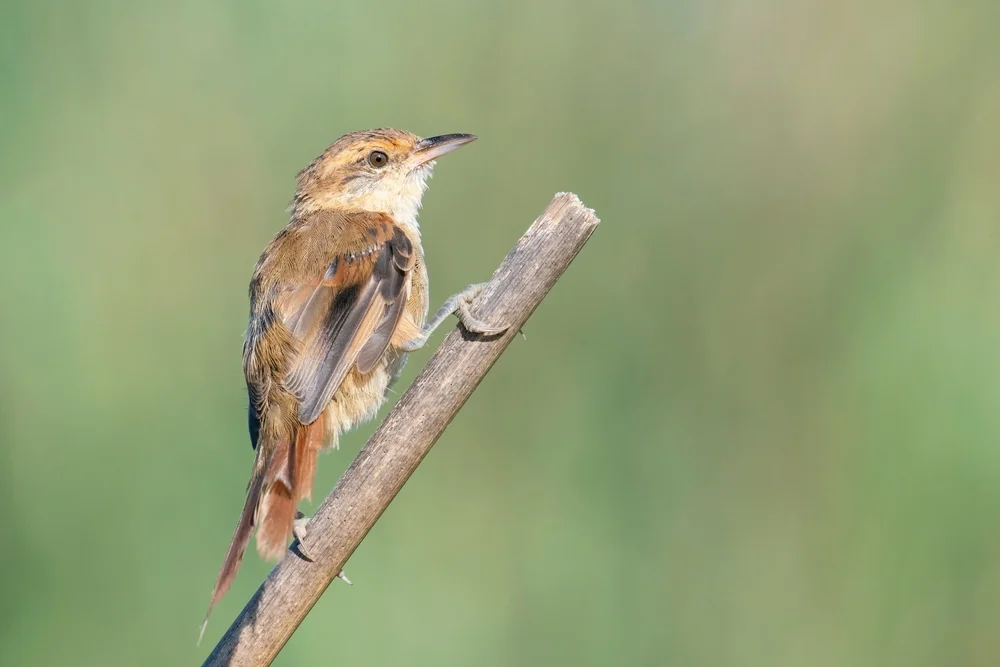 Gelbschnabel-Laubhuhn (Limnoctites sulphuriferus)