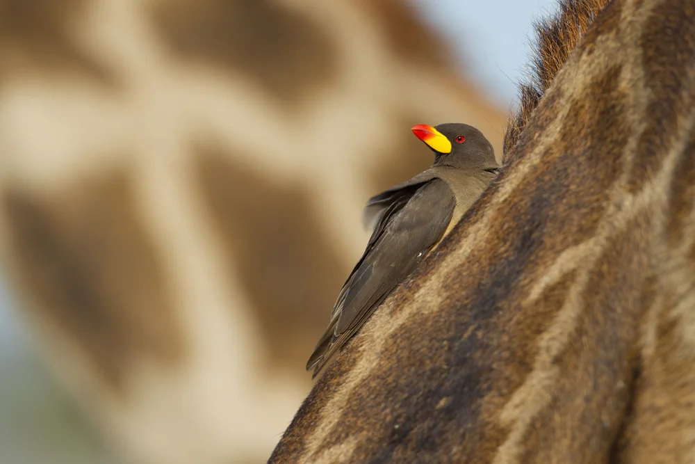 Gelbschnabel-Madenhacker