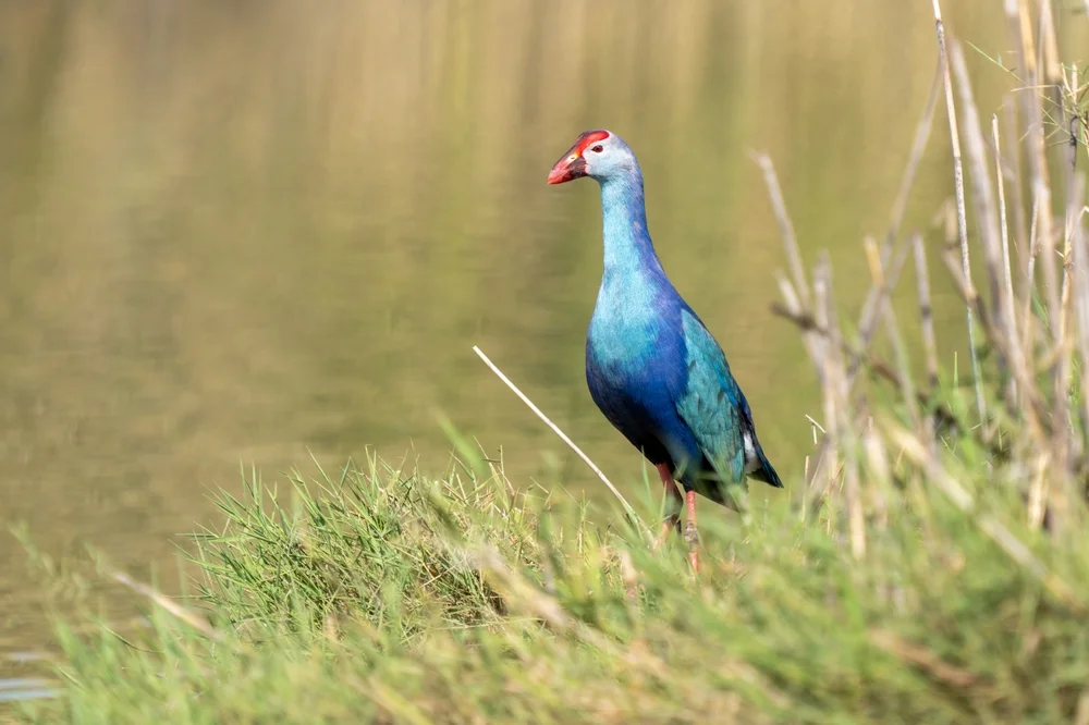 Gelbschnabel-Purpurhuhn (Porphyrio flavirostris)