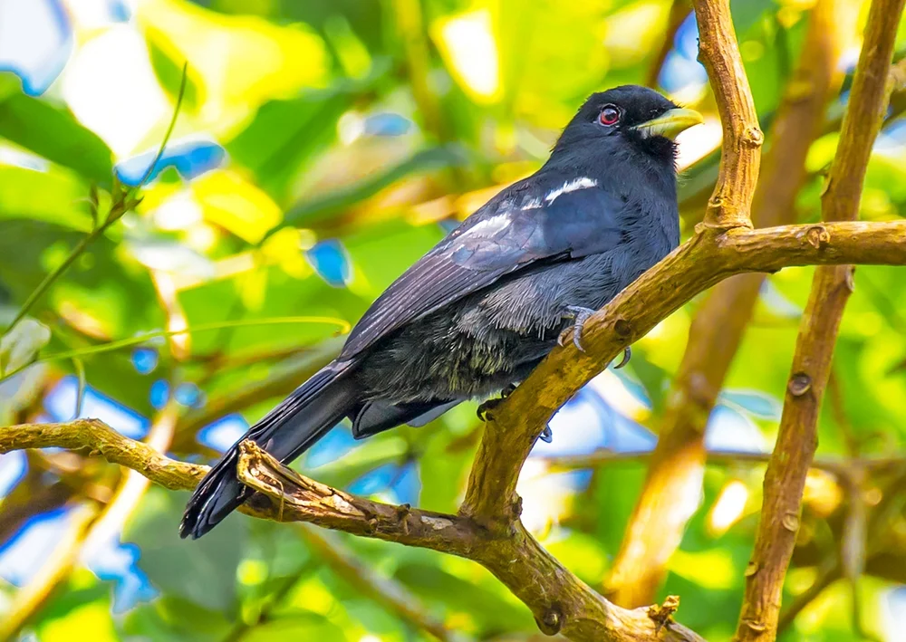 Gelbschnabel-Schwalbenbannervogel (Monasa flavirostris)