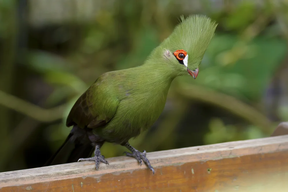 Gelbschnabel-Taurako (Tauraco macrorhynchus)