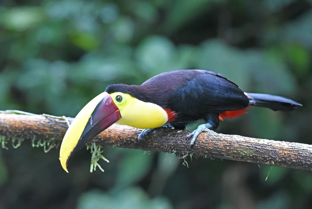 Gelbschnabel-Tukan (Ramphastos ambiguus)