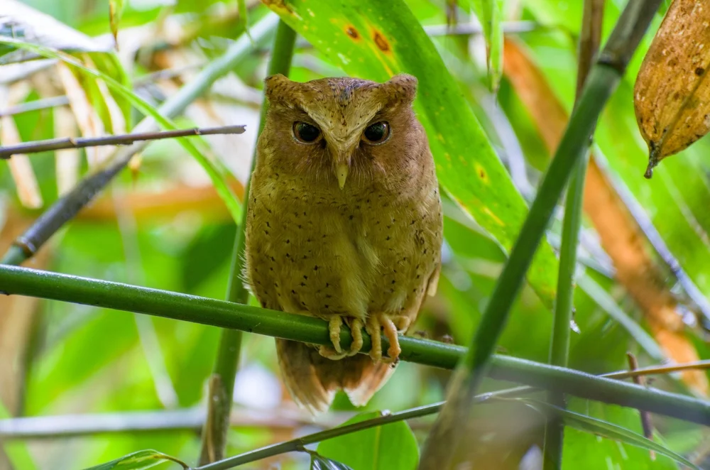 Gelbschnabel-Zwergohreule (Otus icterorhynchus)