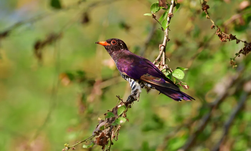 Gelbschnabelkuckuck (Violettkuckuck)