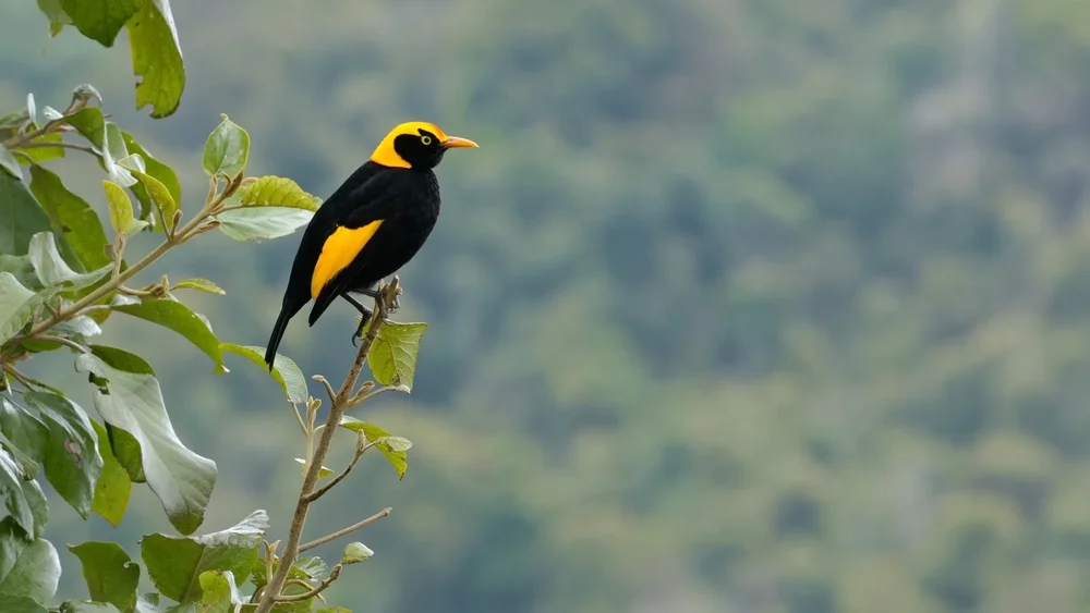Gelbschopf-Paradiesvogel (Sericulus chrysocephalus)