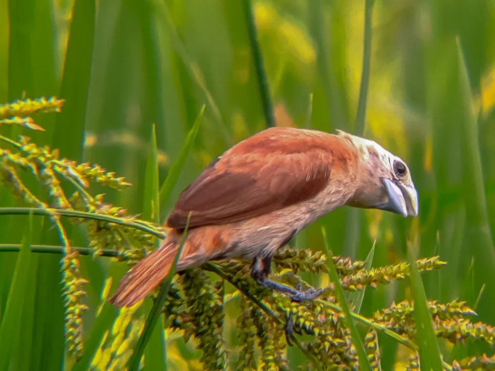 Gelbschulter-Bronzemännchen (Lonchura flaviprymna)