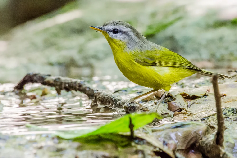 Gelbschulter-Laubsänger (Phylloscopus xanthoschistos)