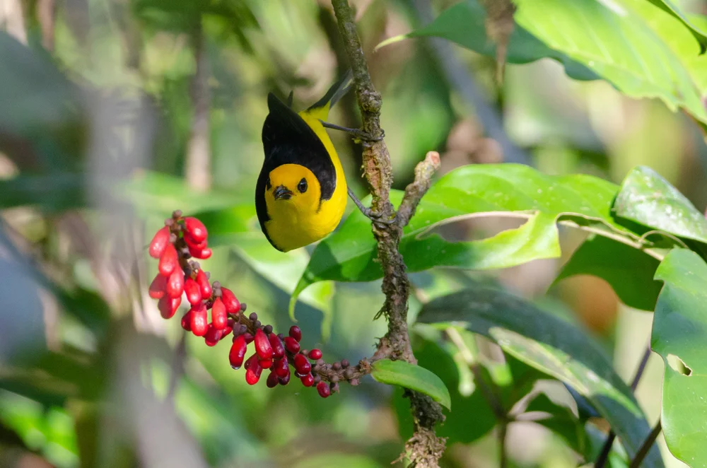 Gelbschulter-Tangare (Chrysothlypis chrysomelas)