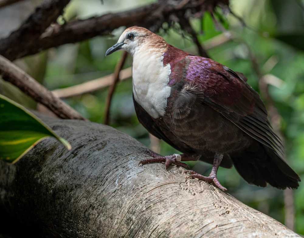 Gelbschwanz-Fruchttaube (Gelbschwanz-Fruchttaube)
