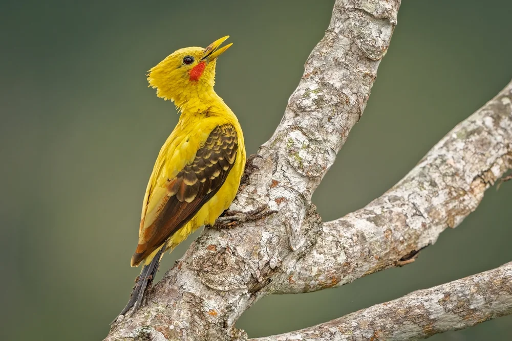 Gelbspecht (Celeus flavus)