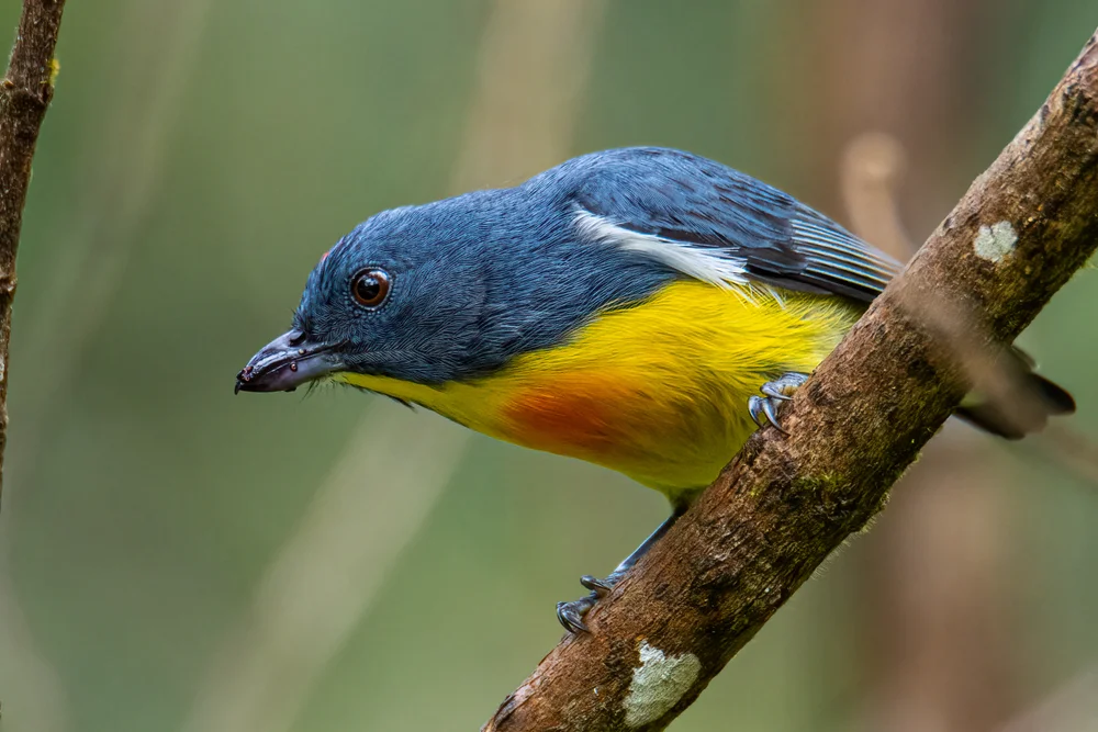 Gelbsteiß-Blütenpicker (Prionochilus xanthopygius)