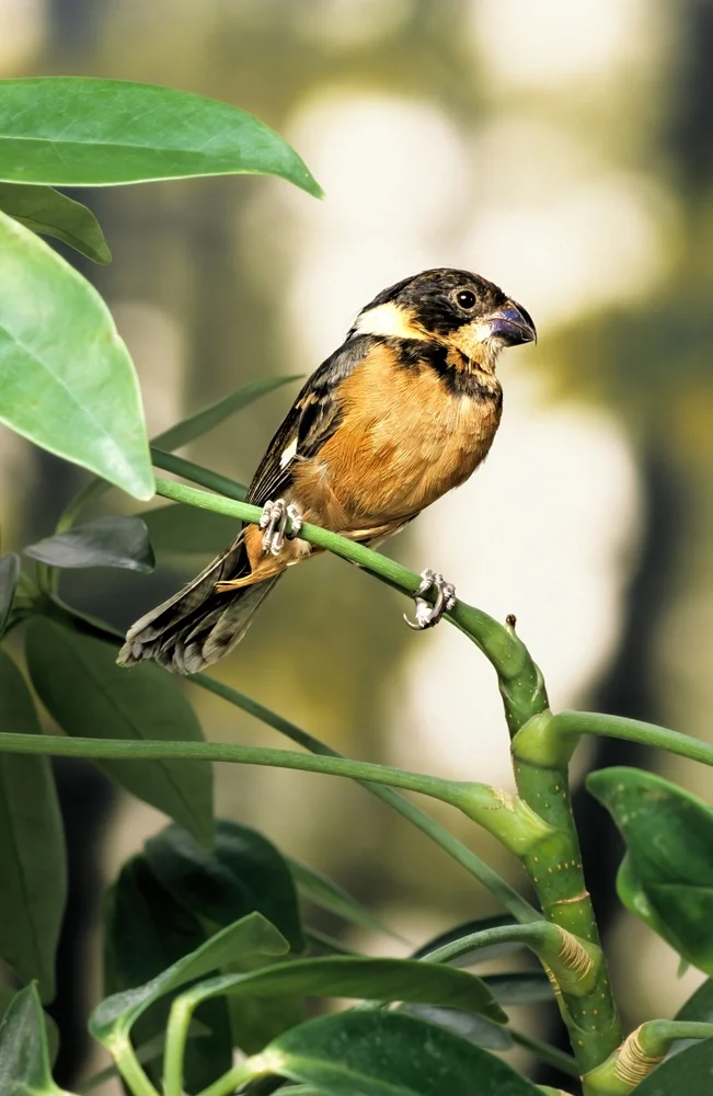 Gelbsteißgirlitz (Crithagra xanthopygia)