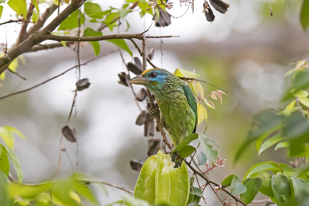 Gelbstirn-Bartvogel (Megalaima flavifrons)
