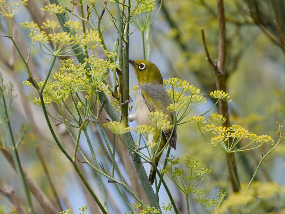Gelbstirn-Brillenvogel (Zosterops flavifrons)