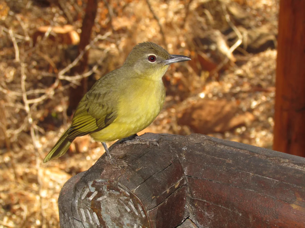 Gelbstreifen-Laubsänger (Phyllastrephus flavostriatus)