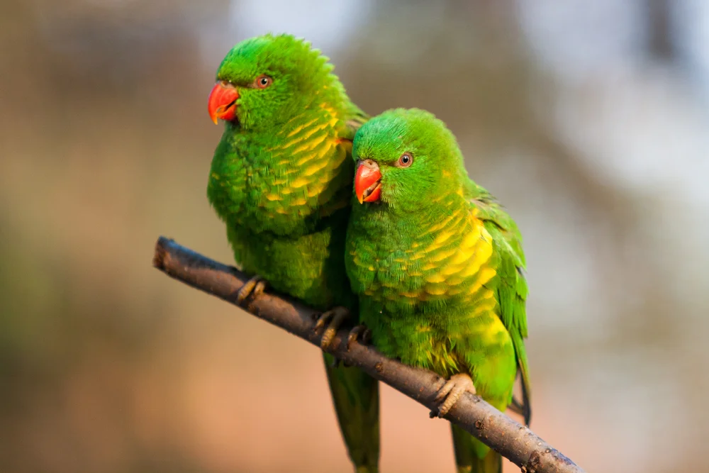Gelbwangen-Lori (Trichoglossus flavoviridis)