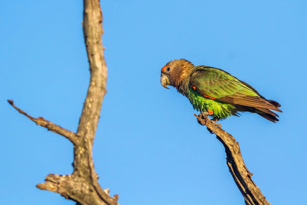Gelbwangen-Papagei (Poicephalus robustus)