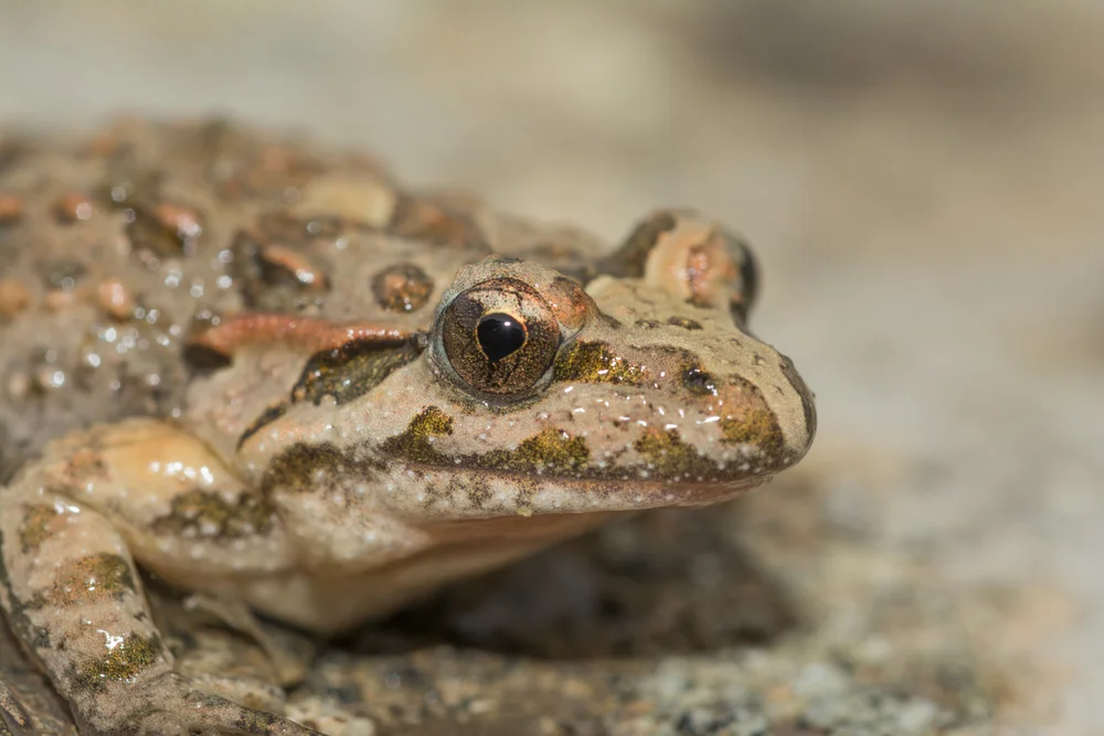 Gemalte Scheibenzüngler