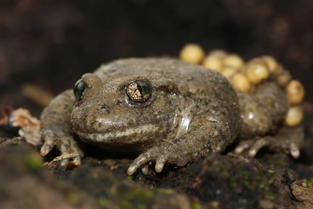 Gemeine Geburtshelferkröte